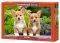 WELSH CORGI PUPPIES CASTORLAND 1000 