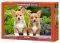 WELSH CORGI PUPPIES CASTORLAND 1000 ��������