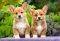 WELSH CORGI PUPPIES CASTORLAND 1000 