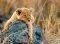 LITTLE LION XXL RAVENSBURGER 200 