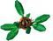 LEGO HARRY POTTER  MANDRAKE [76433]