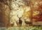 MAGIC FORESTS  HEYE 1000  [29805]