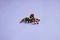 LEGO WILD ANIMALS: SURPRISING SPIDER [31159]