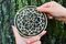FLOWER MAZE CONSTANTIN PUZZLES