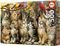 PUZZLE EDUCA 500 KITTENS AND BIRDS [20241]