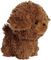�������O ����� TEDDY PETS BROWN POODLEI 18��
