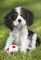 MY CUTEST BABY ANIMALS SCHMIDT 3X48 �������� [56361]