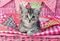 MY CUTEST BABY ANIMALS SCHMIDT 3X48 �������� [56361]