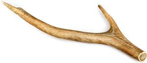 SNAK CELEBRATE FRESHNESS RED DEER ANTLER XL (125-160GR) SNAK CELEBRATE FRESHNESS RED DEER ANTLER XL (125-160GR)