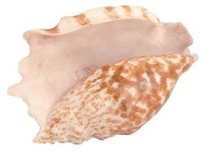 �������� ������