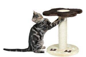 ���������� BACARES 38CM ����/����