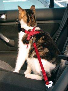 ���� ��������� ��� �����