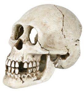 ΔΙΑΚΟΣΜΗΤΙΚΟ ΕΝΥΔΡΕΙΟΥ TRIXIE SKULL 15CM ΔΙΑΚΟΣΜΗΤΙΚΟ ΕΝΥΔΡΕΙΟΥ TRIXIE SKULL 15CM