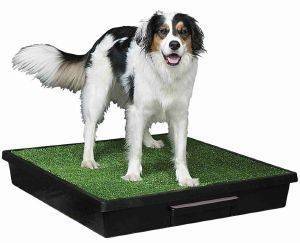 ΤΟΥΑΛΕΤΑ ΓΙΑ ΚΑΤΟΙΚΙΔΙΟ PETSAFE PET LOO LARGE 88X83CM ΤΟΥΑΛΕΤΑ ΓΙΑ ΚΑΤΟΙΚΙΔΙΟ PETSAFE PET LOO LARGE 88X83CM
