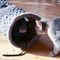   NOBBY PLUSH TUNNEL DIAMOND GREY (27X90CM)