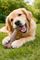 ΜΑΣΗΤΙΚΟ ΠΑΙΧΝΙΔΙ NYLABONE DURA CHEW BACON L (19CM) ΜΑΣΗΤΙΚΟ ΠΑΙΧΝΙΔΙ NYLABONE DURA CHEW BACON L (19CM)