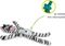   AFP SAFARI JUNGLE ZEBRA (58X20X5,5CM)