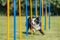  TRIXIE AGILITY SLALOM (12TM /  3X115CM)