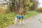  TRIXIE VIMY RAINCOAT  XS (25CM)