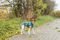 ΑΔΙΑΒΡΟΧΟ TRIXIE VIMY RAINCOAT ΠΕΤΡΟΛ XS (30CM) ΑΔΙΑΒΡΟΧΟ TRIXIE VIMY RAINCOAT ΠΕΤΡΟΛ XS (30CM)