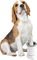 ��������� ���������� �������� AFP PET SALON (...