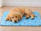 ΧΑΛΑΚΙ ΔΡΟΣΙΑΣ VALUE IMPORTS ECO COOL MAT ΜΠΛΕ ΤΥΧΑΙΟ ΣΧΕΔΙΟ (60X50CM) ΧΑΛΑΚΙ ΔΡΟΣΙΑΣ VALUE IMPORTS ECO COOL MAT ΜΠΛΕ ΤΥΧΑΙΟ ΣΧΕΔΙΟ (60X50CM)
