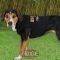 ���������� ������� BIG DOG 30CM