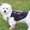 ���������� ������� KINGS OF DOGS 18CM