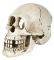 ������������ ��������� TRIXIE SKULL 15CM