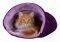 ����� TRIXIE MY KITTY DARLING (25 X 25 X 50)