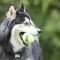   KONG AIR SQUEAKER TENNIS BALL L (2)