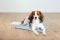   TRIXIE COOLING MAT  S (50X40 CM)