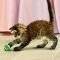  KONG CAT ACTIVE TENNIS BALLS    (3)