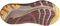 ΠΑΠΟΥΤΣΙ ASICS GEL-KAYANO 32 ΛΕΥΚΟ/ΠΟΡΤΟΚΑΛΙ (USA:6, EU:37) ΠΑΠΟΥΤΣΙ ASICS GEL-KAYANO 32 ΛΕΥΚΟ/ΠΟΡΤΟΚΑΛΙ (USA:6, EU:37)