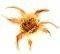 ����������� GOLD ROSE BEVERLY