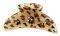  ALEXI ANDRIOTTI   ANIMAL PRINT