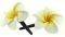 CLIPS    (2 TMX)