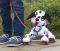  PEPPY PET DALMATIAN 20CM [PEP00430]