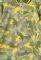 POLO T-SHIRT BENETTON GREEN ROOTS CAMO  (82 CM)-(1-2 )