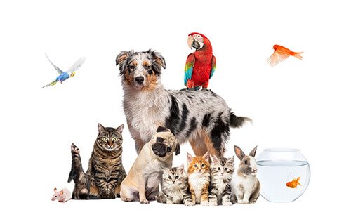 Pet Shop