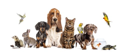 Pet Shop